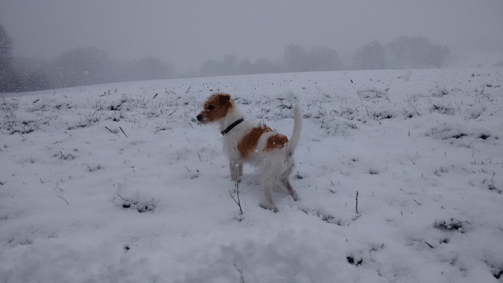 IMG_20150130_132151113[1]