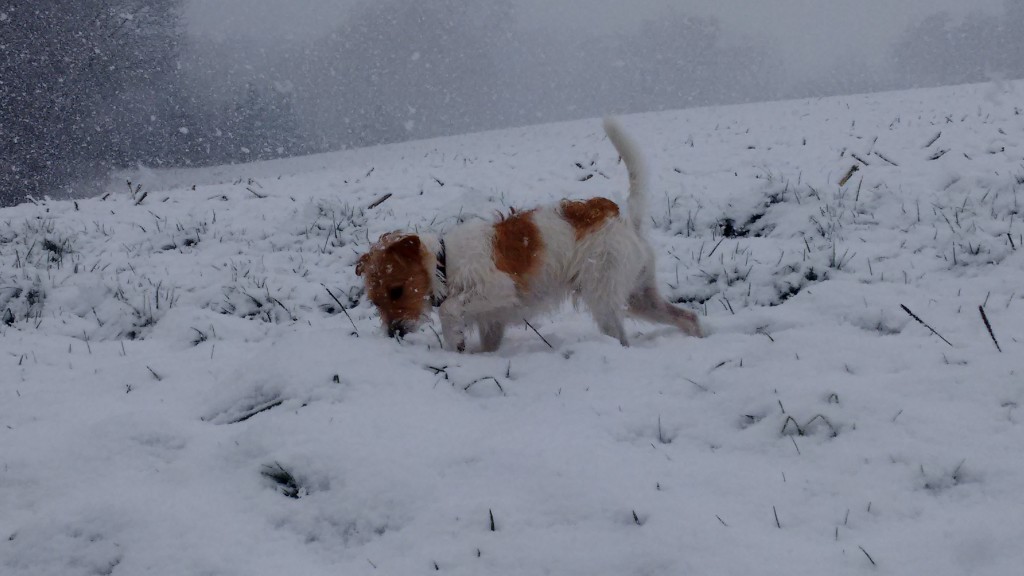 IMG_20150130_132200496[1]