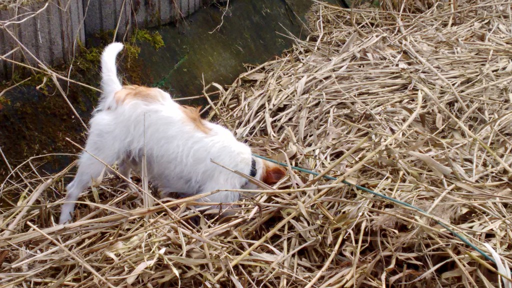 IMG_20150404_123245916[1]