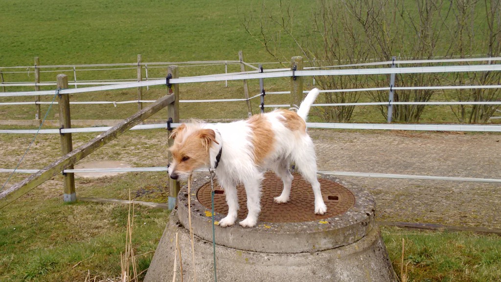 IMG_20150404_123328295[1]